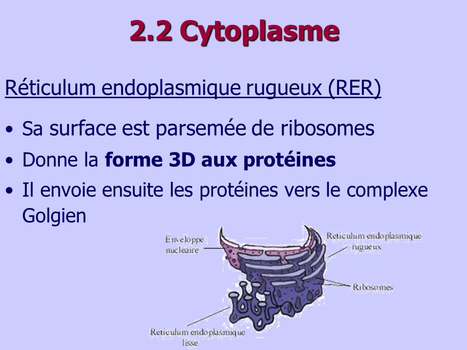 2.2 Cytoplasme Réticulum endoplasmique rugueux (RER)
