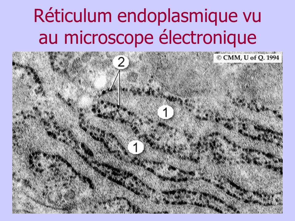 Réticulum endoplasmique vu au microscope électronique
