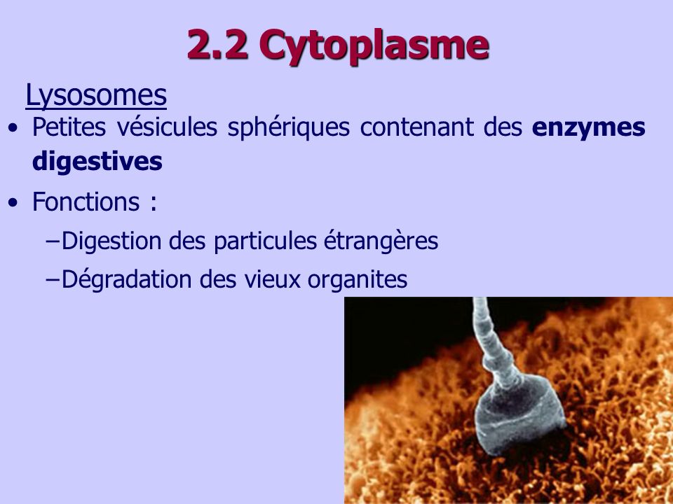 2.2 Cytoplasme Lysosomes. Petites vésicules sphériques contenant des enzymes digestives. Fonctions :