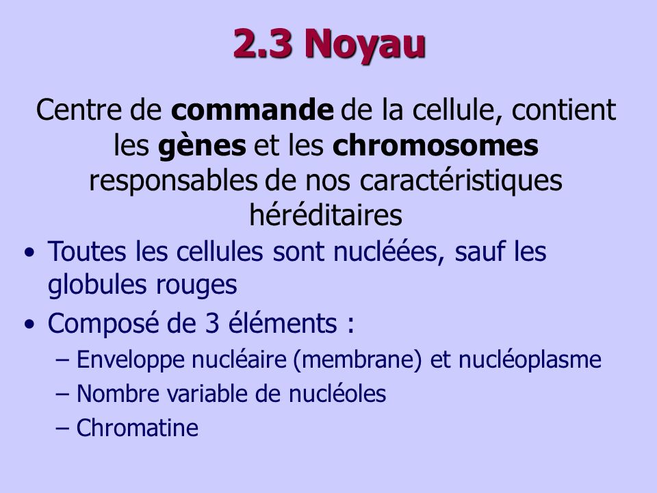 2.3 Noyau Centre de commande de la cellule, contient les gènes et les chromosomes responsables de nos caractéristiques héréditaires.