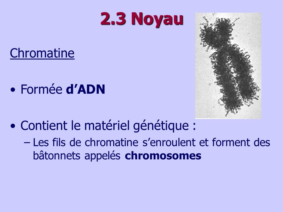 2.3 Noyau Chromatine Formée d’ADN Contient le matériel génétique :
