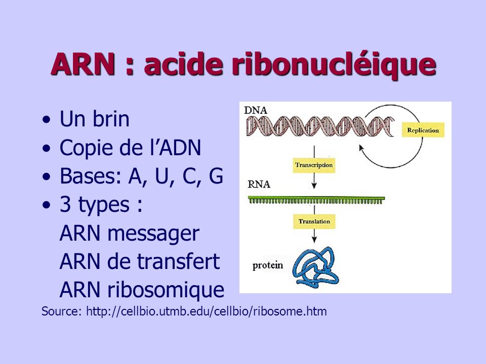 ARN : acide ribonucléique