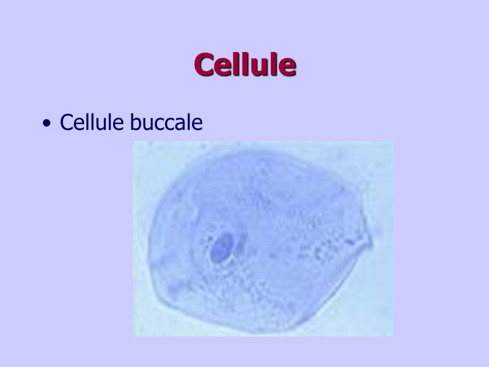 Cellule Cellule buccale