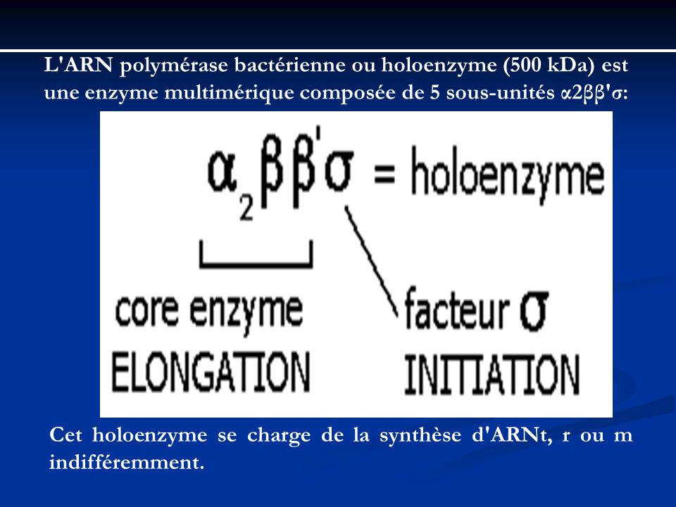 L ARN polymérase bactérienne ou holoenzyme (500 kDa) est une enzyme multimérique composée de 5 sous-unités α2ββ σ: