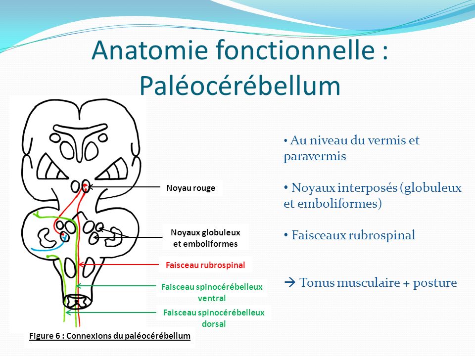 Anatomie fonctionnelle : Paléocérébellum