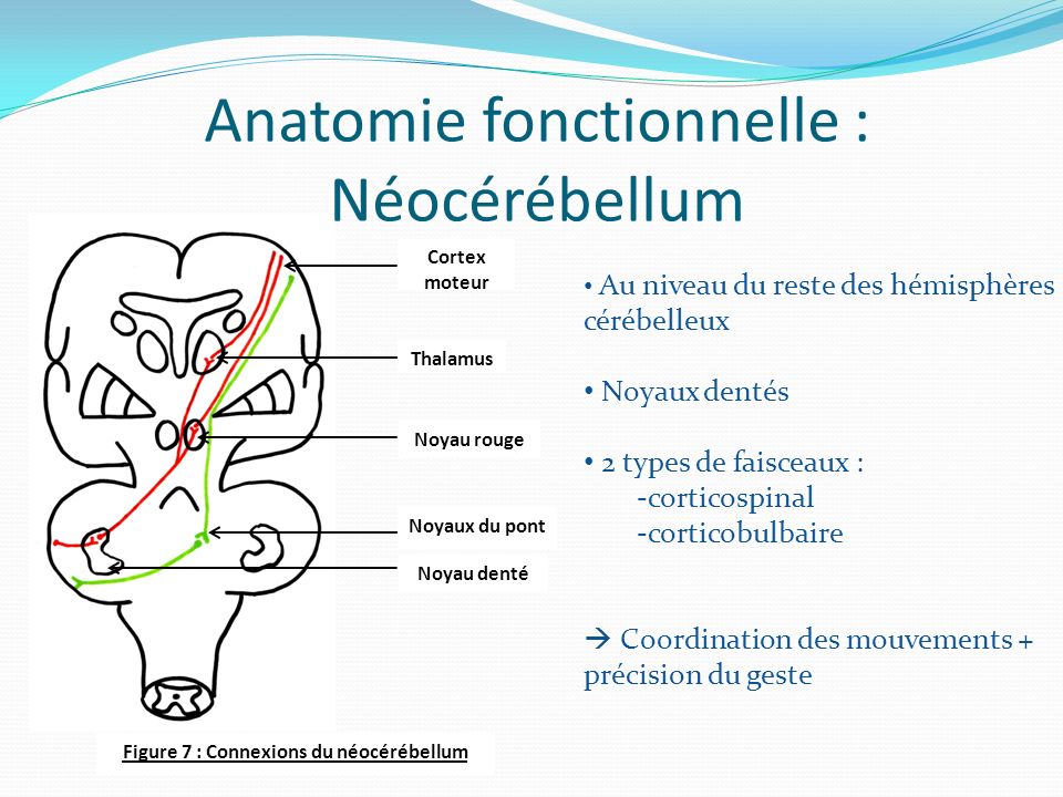 Anatomie fonctionnelle : Néocérébellum