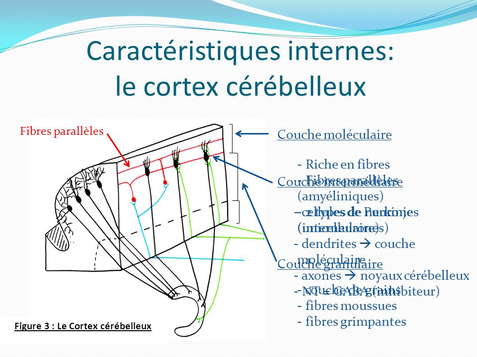 Caractéristiques internes: le cortex cérébelleux