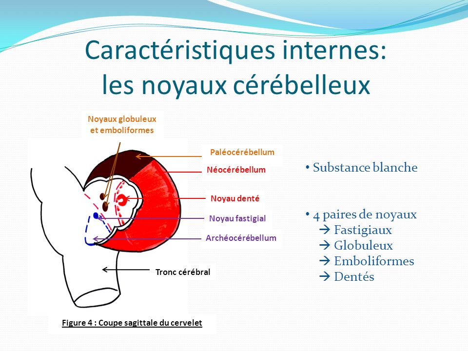 Caractéristiques internes: les noyaux cérébelleux