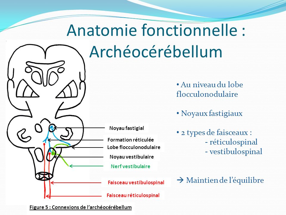 Anatomie fonctionnelle : Archéocérébellum