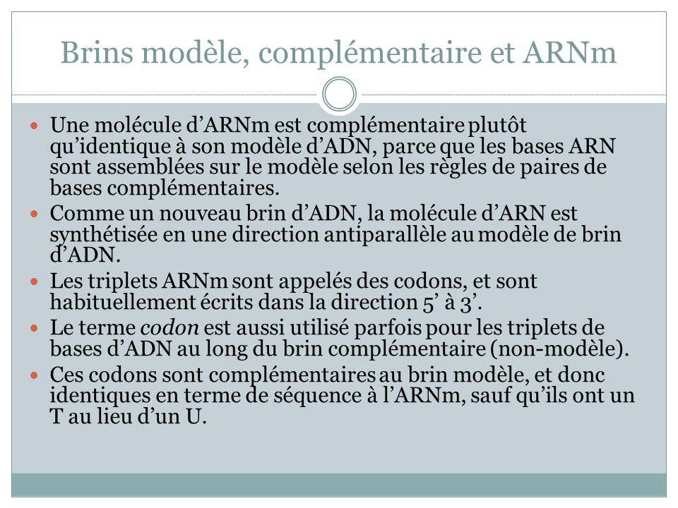 Brins modèle, complémentaire et ARNm