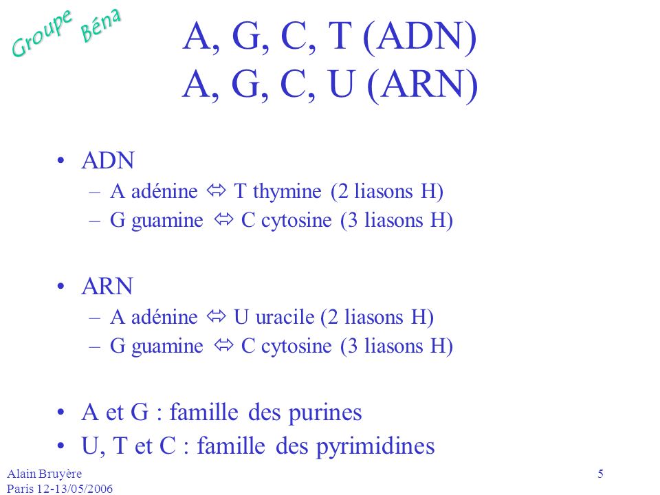 A, G, C, T (ADN) A, G, C, U (ARN) ADN ARN A et G : famille des purines