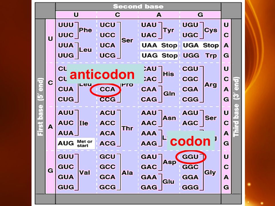 anticodon codon