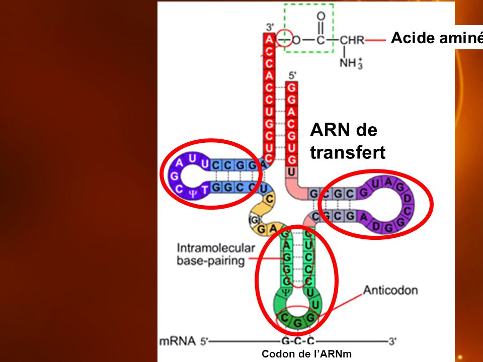 Acide aminé ARN de transfert Codon de l’ARNm