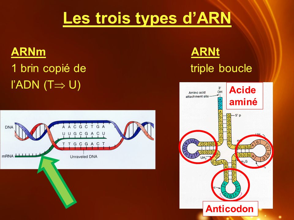 Les trois types d’ARN ARNm ARNt 1 brin copié de triple boucle