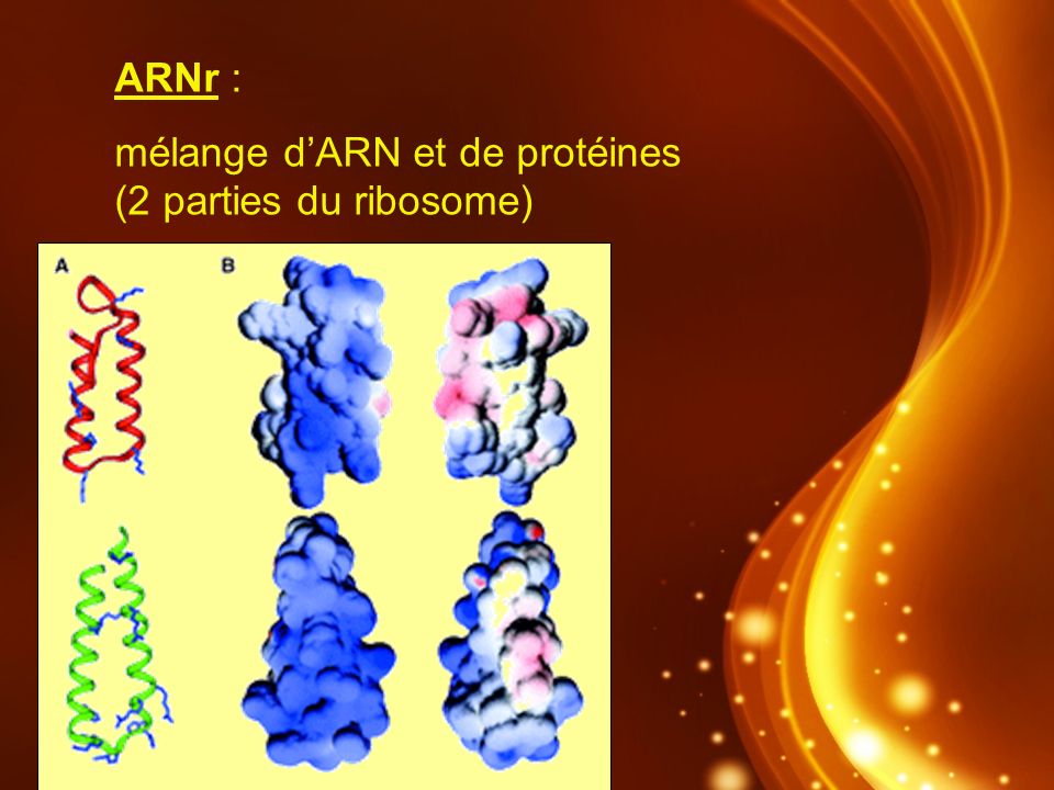 ARNr : mélange d’ARN et de protéines (2 parties du ribosome)