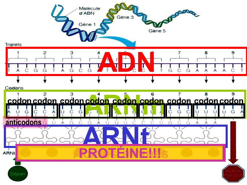 ADN ARNm ARNt PROTÉINE!!! Acides aminés codon codon codon codon codon