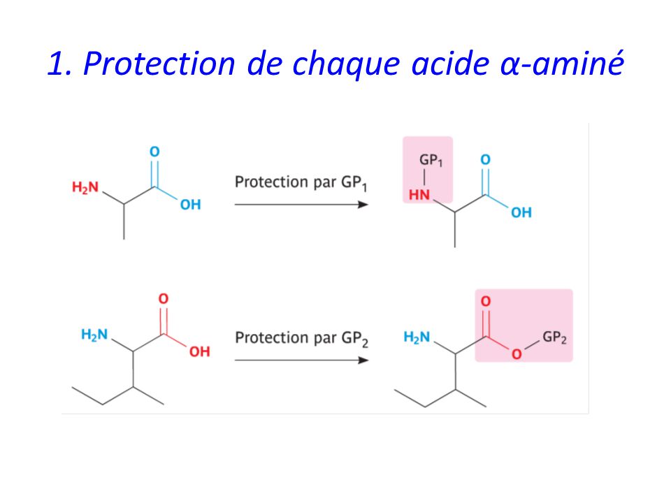1. Protection de chaque acide α-aminé