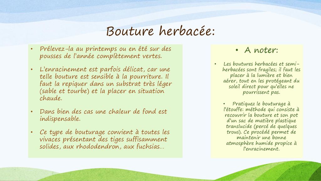 Bouture herbacée: A noter: