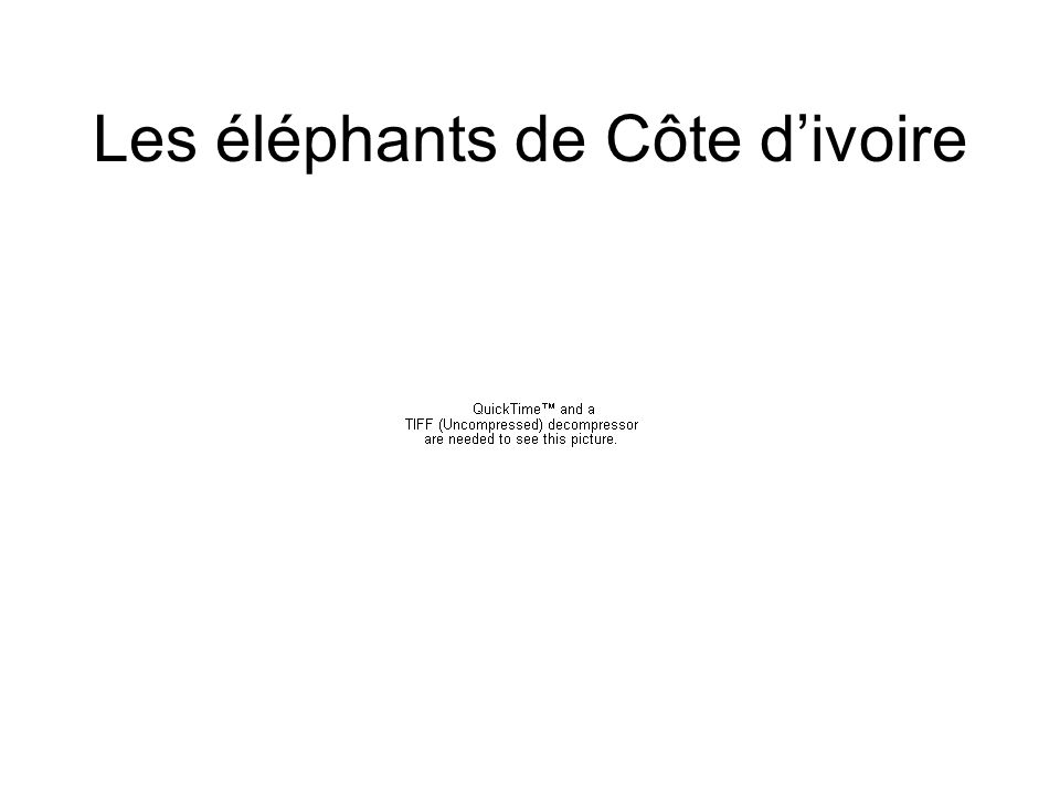 Les éléphants de Côte d’ivoire