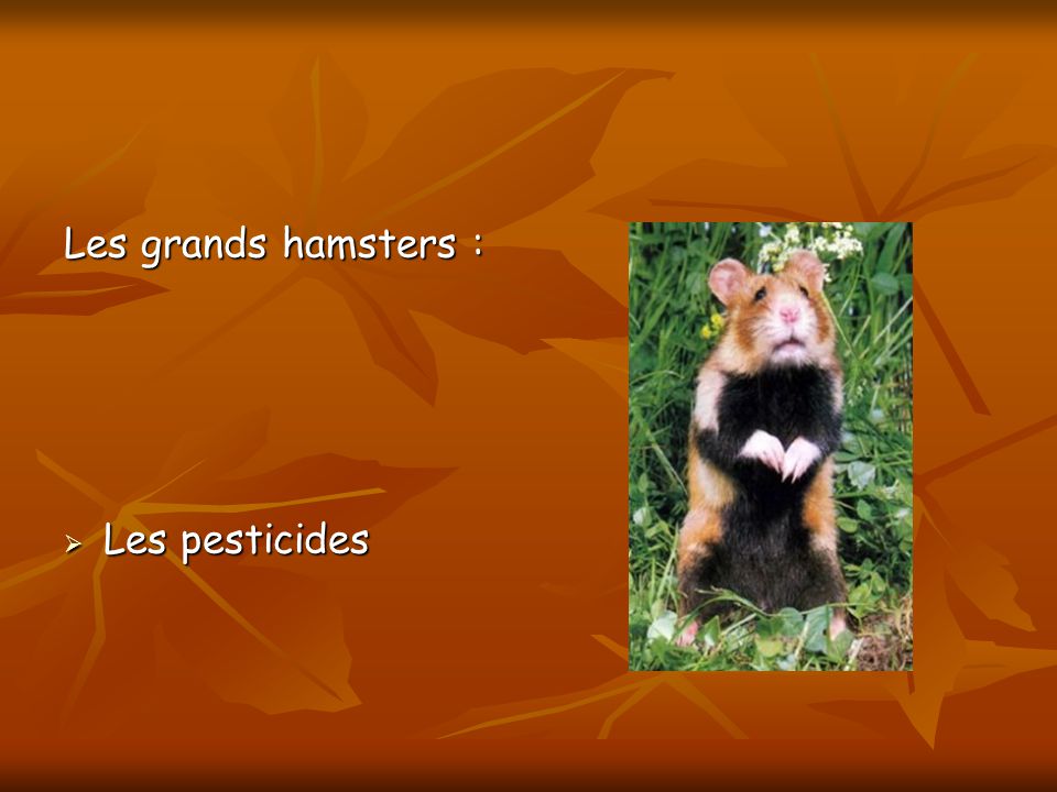 Les grands hamsters : Les pesticides