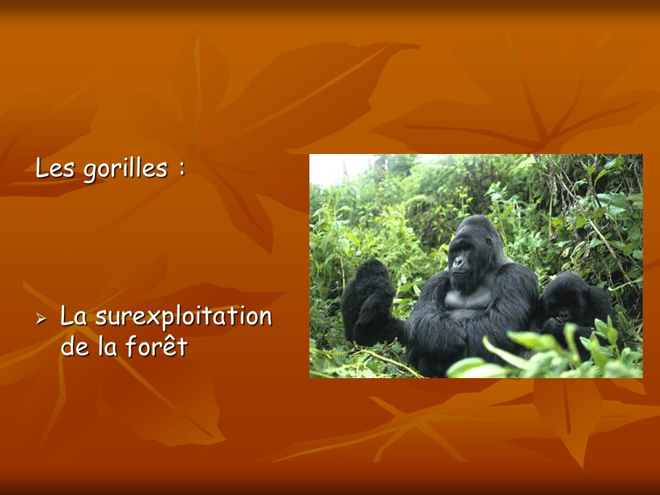 Les gorilles : La surexploitation de la forêt