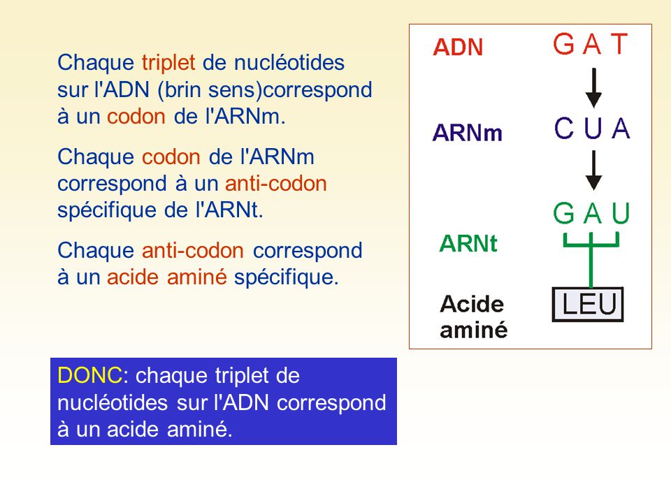 Chaque triplet de nucléotides sur l ADN (brin sens)correspond à un codon de l ARNm.