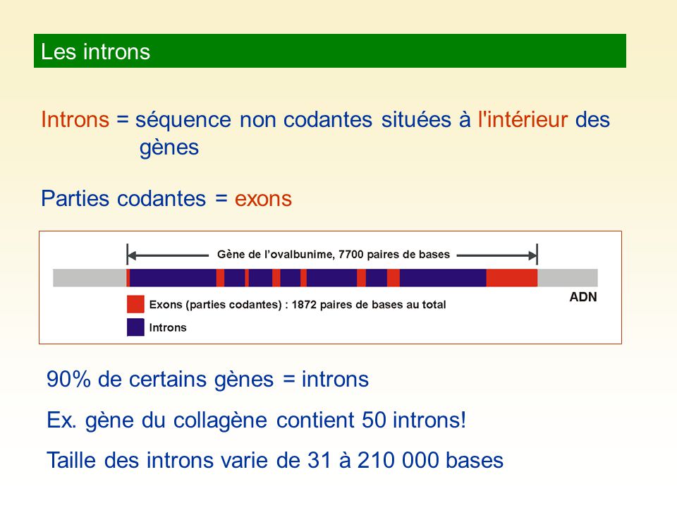Les introns Introns = séquence non codantes situées à l intérieur des gènes. Parties codantes = exons.