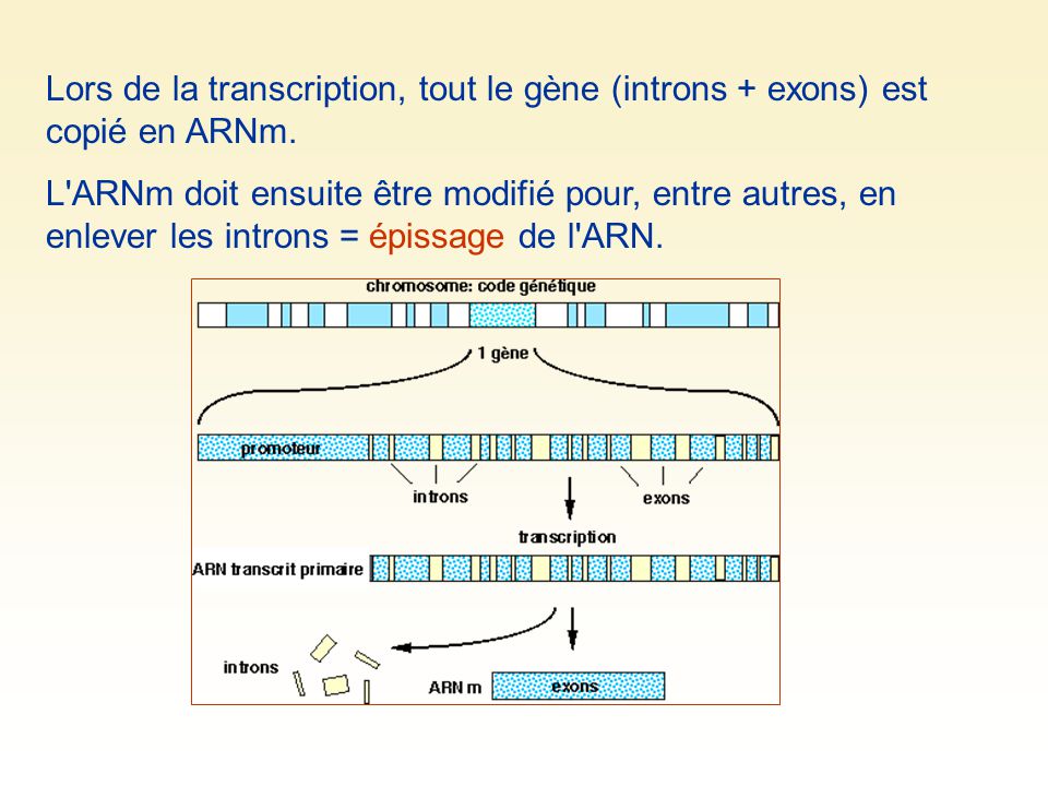 Lors de la transcription, tout le gène (introns + exons) est copié en ARNm.