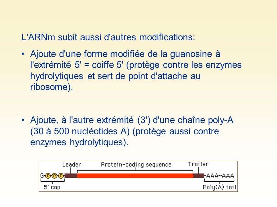 L ARNm subit aussi d autres modifications: