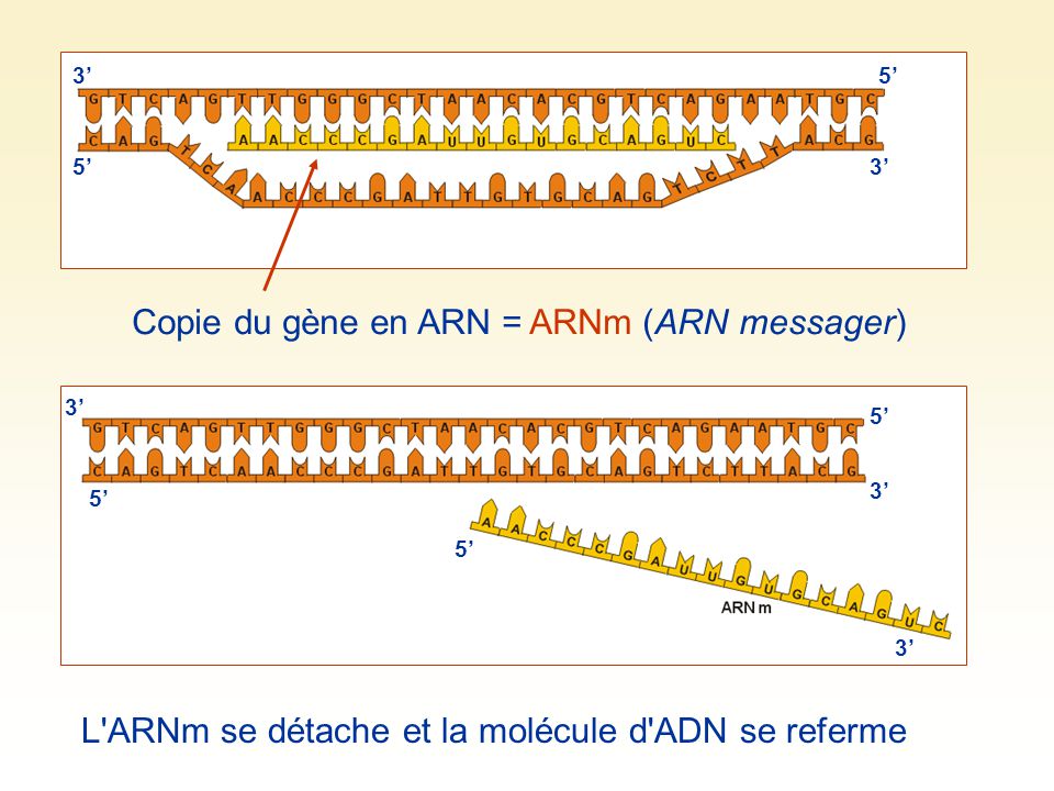 Copie du gène en ARN = ARNm (ARN messager)