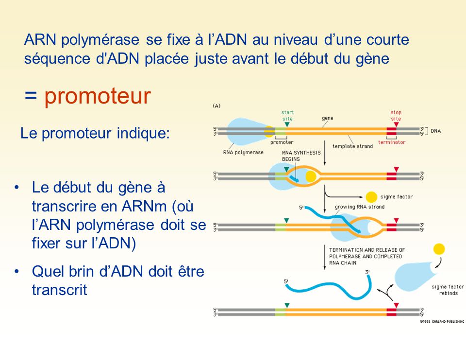 ARN polymérase se fixe à l’ADN au niveau d’une courte séquence d ADN placée juste avant le début du gène
