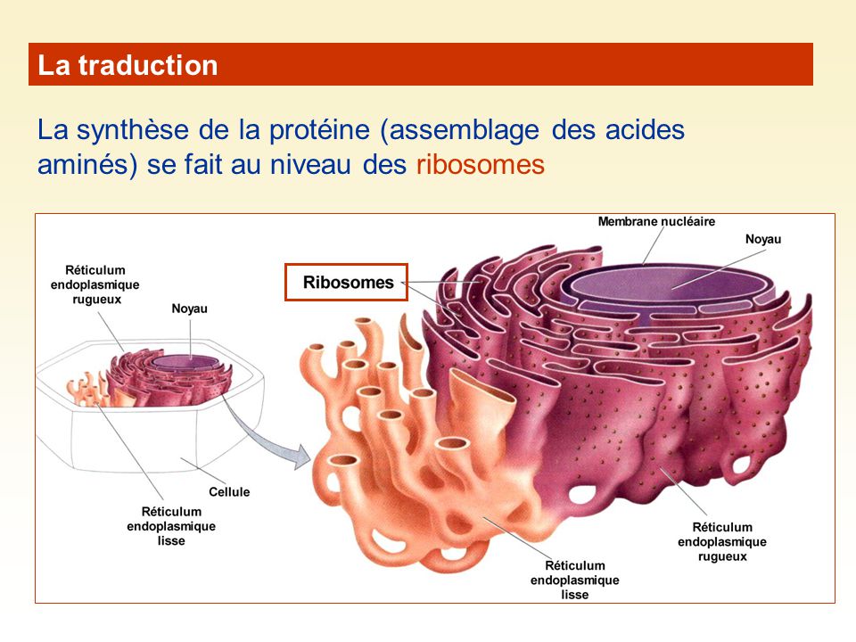 La traduction La synthèse de la protéine (assemblage des acides aminés) se fait au niveau des ribosomes.