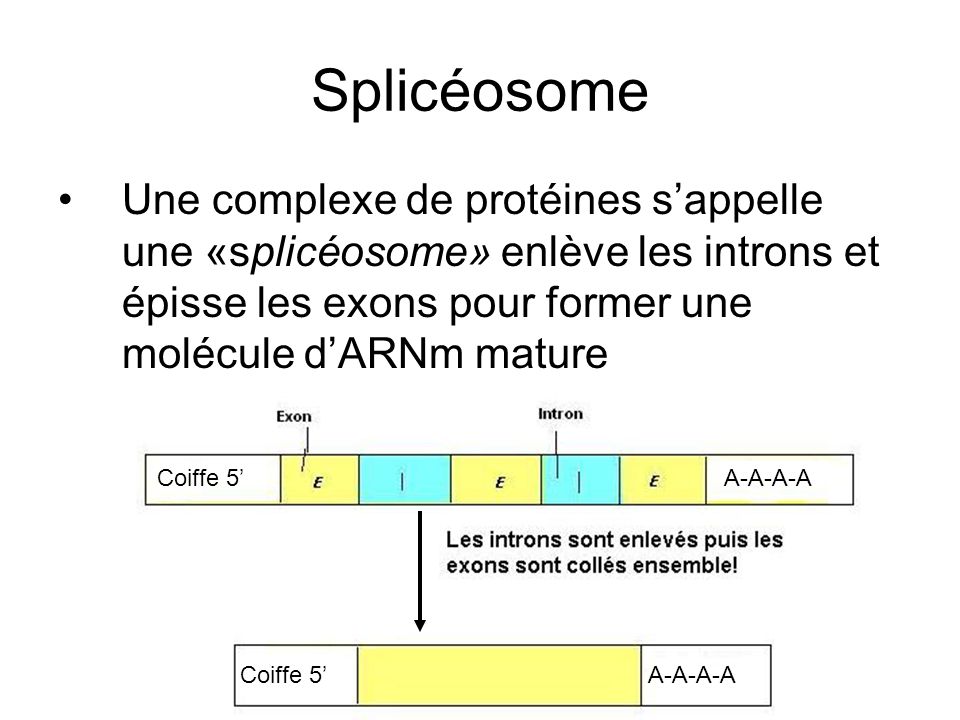 Splicéosome Une complexe de protéines s’appelle une «splicéosome» enlève les introns et épisse les exons pour former une molécule d’ARNm mature.