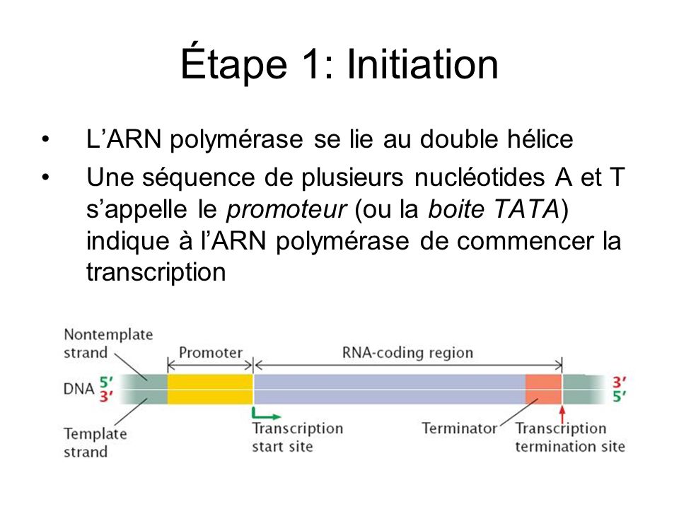 Étape 1: Initiation L’ARN polymérase se lie au double hélice