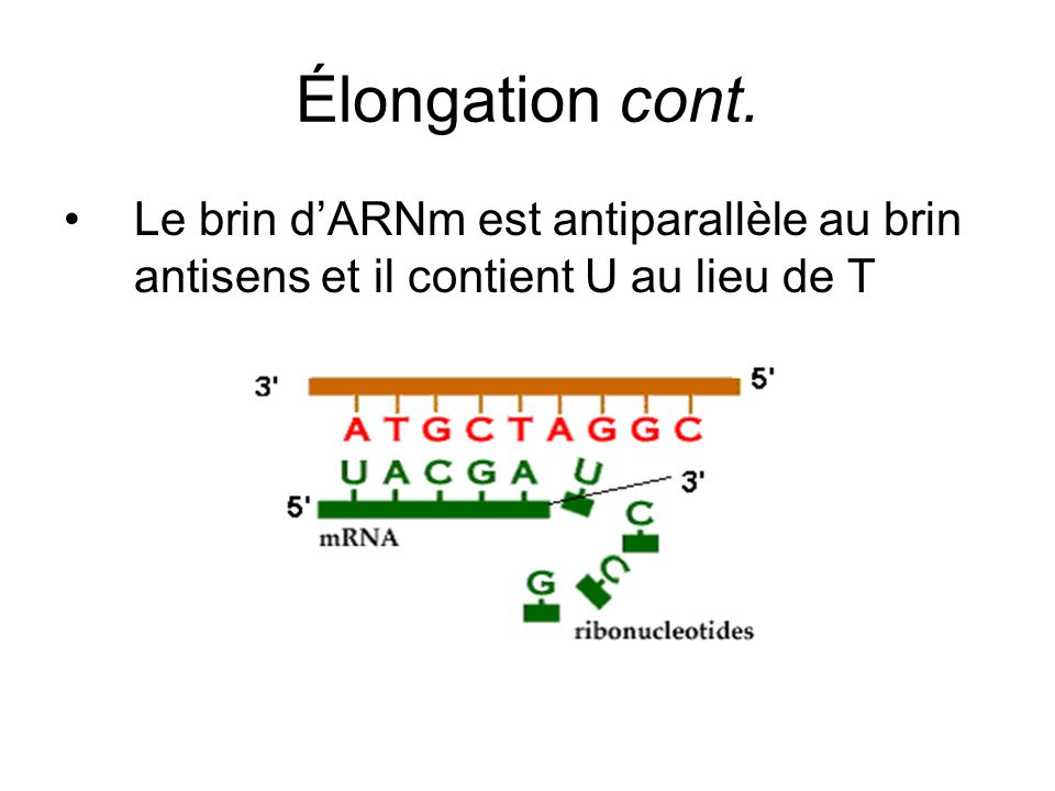 Élongation cont. Le brin d’ARNm est antiparallèle au brin antisens et il contient U au lieu de T