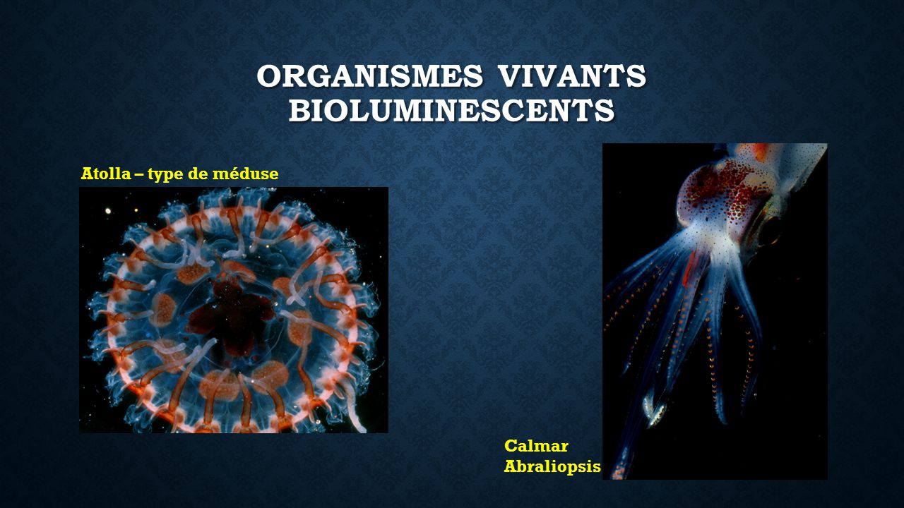 Organismes vivants bioluminescents