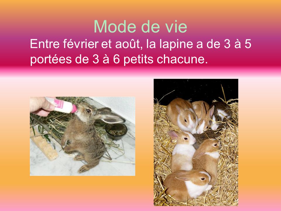 Mode de vie Entre février et août, la lapine a de 3 à 5 portées de 3 à 6 petits chacune.