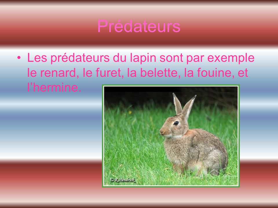 Prédateurs Les prédateurs du lapin sont par exemple le renard, le furet, la belette, la fouine, et l’hermine.