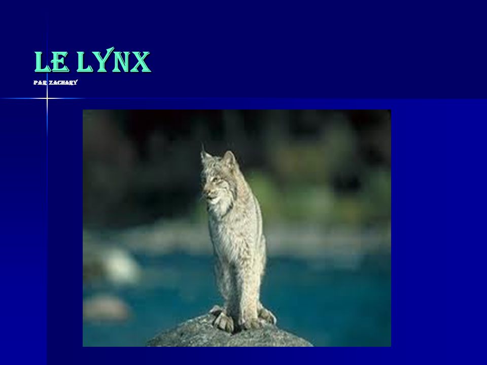 Le lynx par Zachary