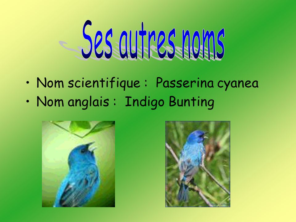 Ses autres noms Nom scientifique : Passerina cyanea Nom anglais : Indigo Bunting