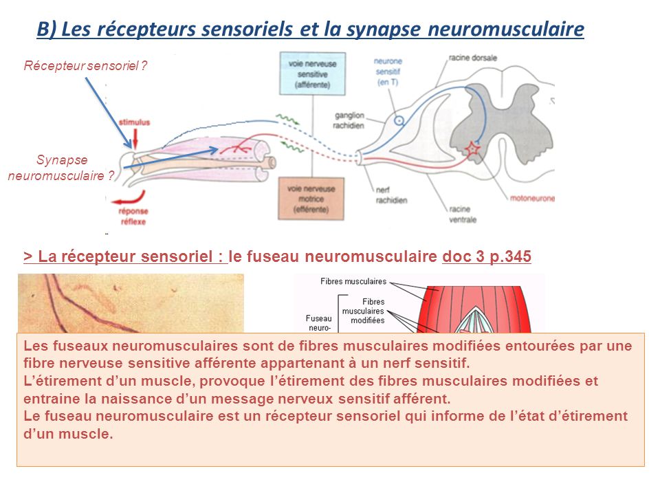 B) Les récepteurs sensoriels et la synapse neuromusculaire