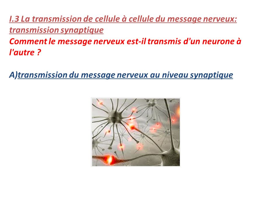 I.3 La transmission de cellule à cellule du message nerveux: transmission synaptique