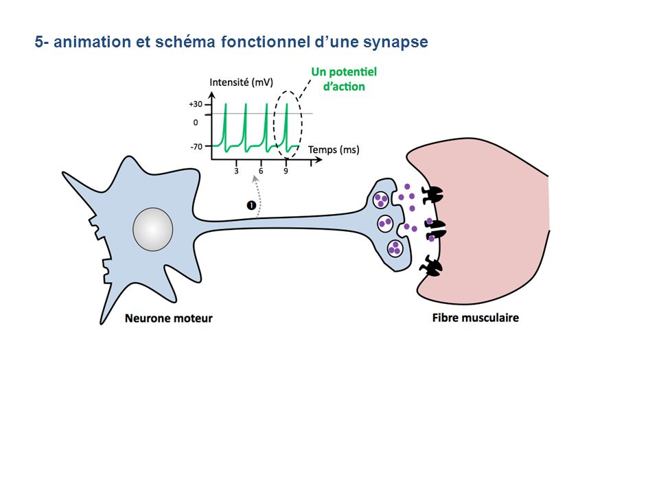 5- animation et schéma fonctionnel d’une synapse