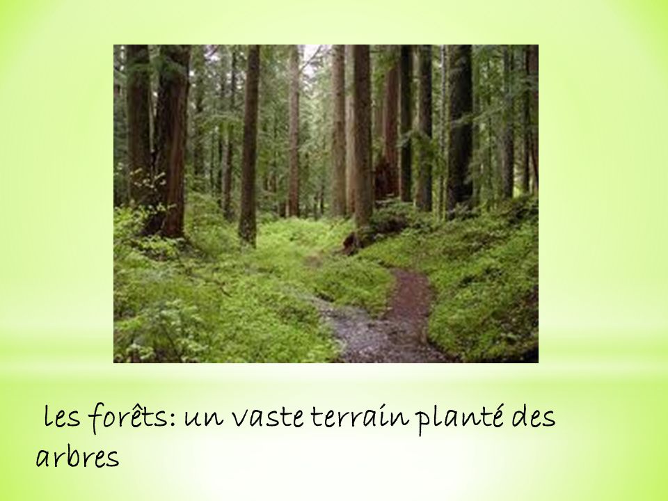 les forêts: un vaste terrain planté des arbres