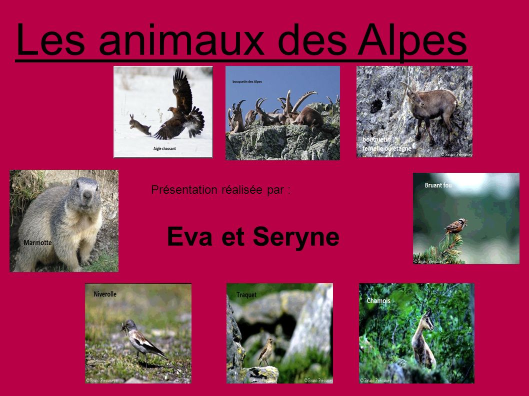 Les animaux des Alpes Présentation réalisée par : Eva et Seryne