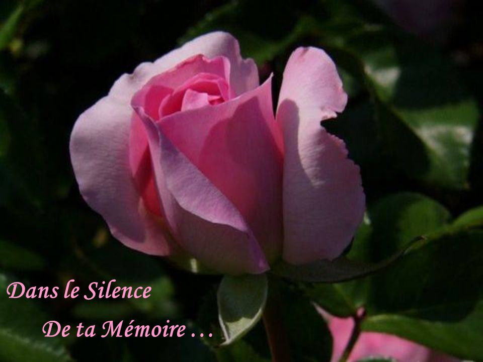 Dans le Silence De ta Mémoire …
