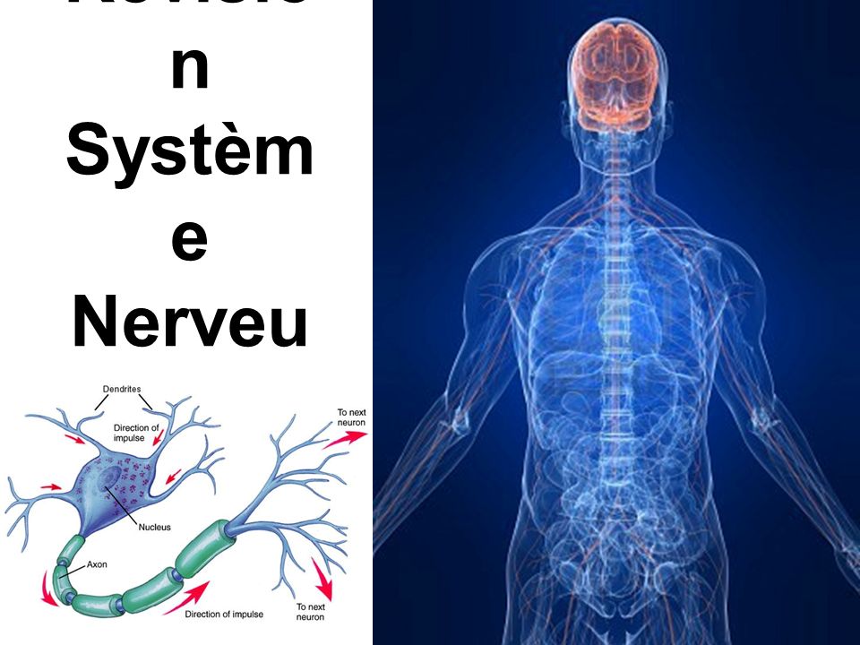 Révision Système Nerveux