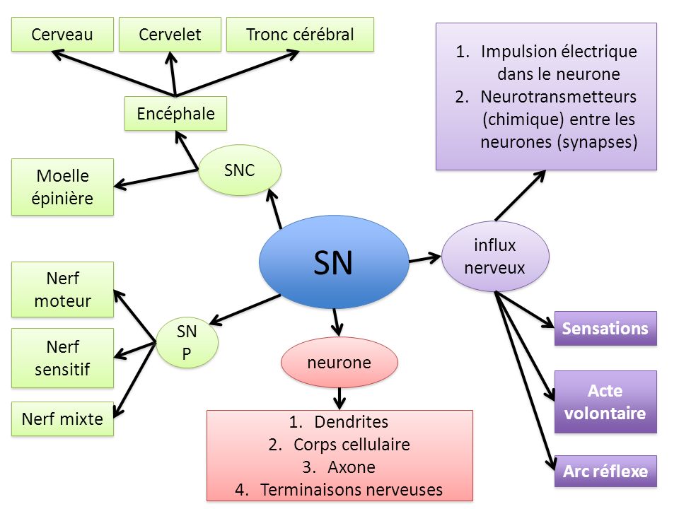 SN Cerveau Cervelet Tronc cérébral