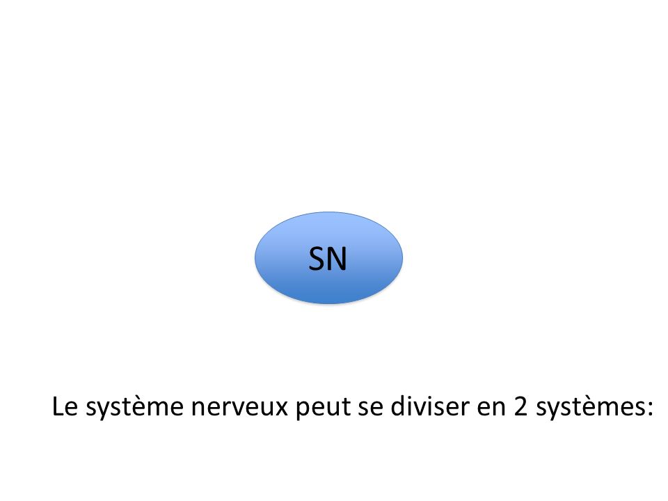 SN Le système nerveux peut se diviser en 2 systèmes: