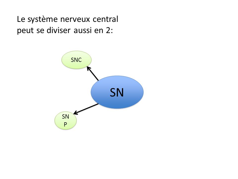 Le système nerveux central peut se diviser aussi en 2: